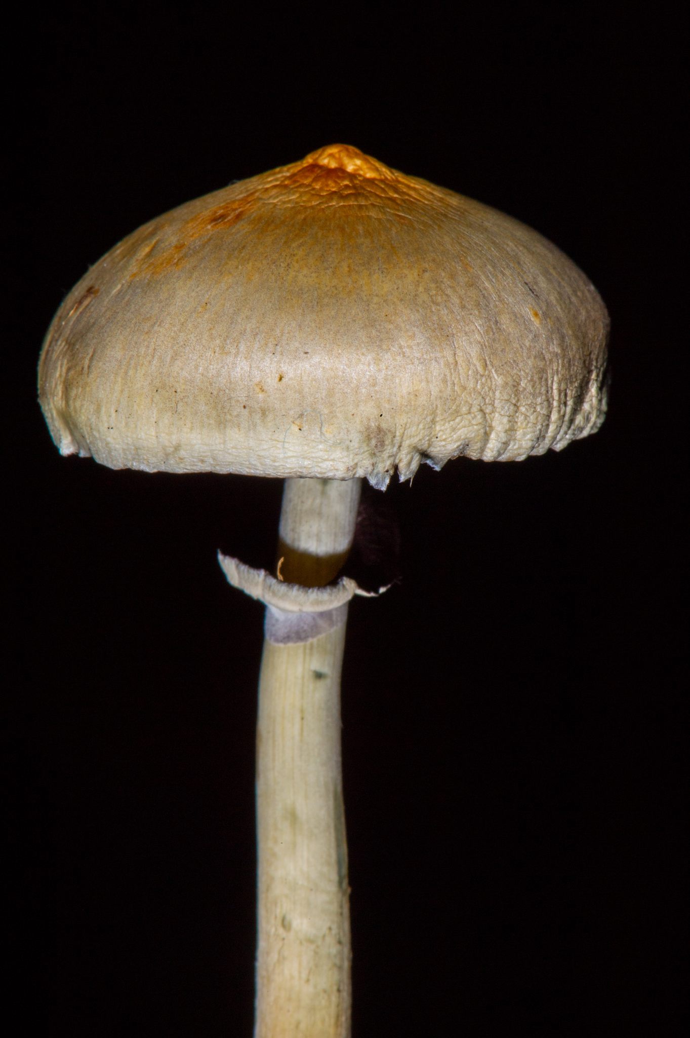 Psilocybe cubensis