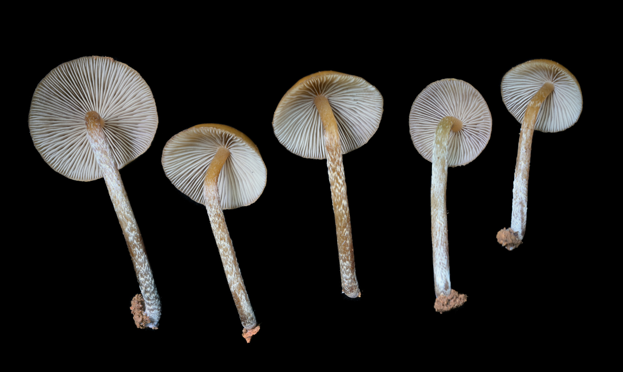 Psilocybe zapotecorum